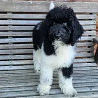 Earth, a male Poodle - Standard  for sale in Russell Springs, KY – 2 of 10