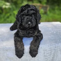 Mars, a male Poodle - Standard  for sale in Russell Springs, KY – 6 of 10