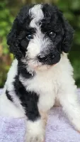 Saturn, a female Poodle - Standard  for sale in Russell Springs, KY – 2 of 10