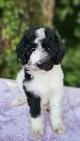 Saturn, a female Poodle - Standard  for sale in Russell Springs, KY – 10 of 10