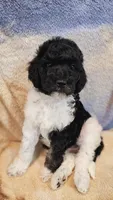 Jupiter, a female Poodle - Standard  for sale in Russell Springs, KY – 3 of 10