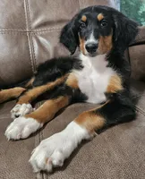 Lime, a female Bernedoodle for sale in Russell Springs, KY – 8 of 10