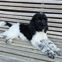 Uranus, a male Poodle - Standard  for sale in Russell Springs, KY – 6 of 10
