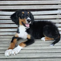 Lime, a female Bernedoodle for sale in Russell Springs, KY – 5 of 10