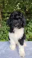 Earth, a male Poodle - Multi-Colored Standard for sale in Russell Springs, KY – 8 of 10