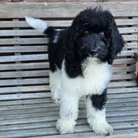 Earth, a male Poodle - Standard  for sale in Russell Springs, KY – 3 of 10