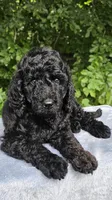 Neptune, a male Poodle - Standard  for sale in Russell Springs, KY – 3 of 9