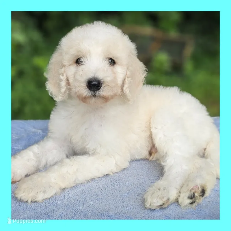 Mercury – Poodle - Standard  puppy for sale in Russell Springs, KY