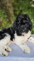 Earth, a male Poodle - Multi-Colored Standard for sale in Russell Springs, KY – 5 of 10