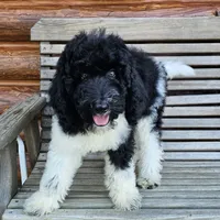 Earth, a male Poodle - Standard  for sale in Russell Springs, KY – 4 of 10