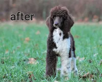 Dolly, a female Poodle - Standard  for sale in Russell Springs, KY – 10 of 10