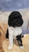 Jupiter, a female Poodle - Standard  for sale in Russell Springs, KY – 8 of 10