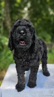 Mars, a male Poodle - Multi-Colored Standard for sale in Russell Springs, KY – 2 of 10