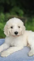 Mercury, a male Poodle - Standard  for sale in Russell Springs, KY – 10 of 10
