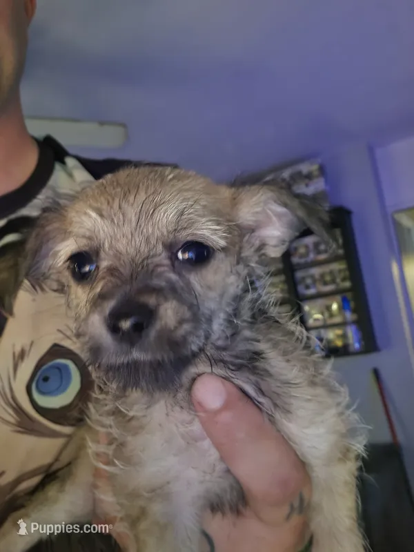 Sable Malchi Boy – Malchi puppy for sale in Thornton, CO