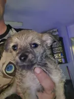 Sable Malchi Boy, a male Malchi for sale in Thornton, CO – 1 of 1