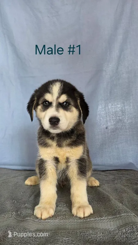 Husky Boy 1 – Australian Cattle Dog, Alaskan Husky puppy for sale in Thornton, CO