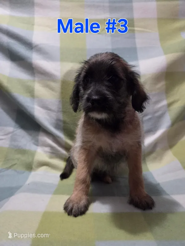 Boy 3 – Australian Cattle Dog, Maltipoo puppy for sale in Thornton, CO