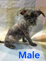 Brindle Malchi Boy, a male Malchi for sale in Thornton, CO – 1 of 1