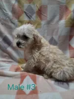 Boy 3, a male Yorkipoo for sale in Thornton, CO – Photo 2 of 2