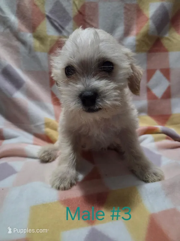 Boy 3 – Yorkipoo puppy for sale in Thornton, CO