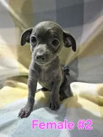Blue Girl 2, a female Chihuahua for sale in Thornton, CO – 1 of 1