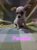 Malchi Girl, a female Malchi for sale in Thornton, CO – 2 of 2