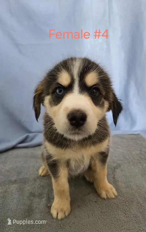 Husky Girl 4 – Australian Cattle Dog, Alaskan Husky puppy for sale in Thornton, CO