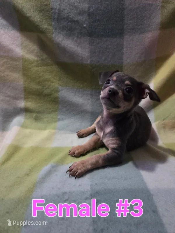 Blue Girl 3, a female Chihuahua for sale in Thornton, CO – 1 of 1