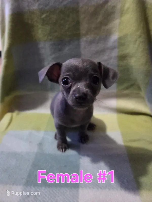 Blue Girl 1 – Chihuahua puppy for sale in Thornton, CO