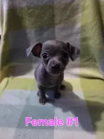 Blue Girl 1, a female Chihuahua for sale in Thornton, CO – 1 of 1