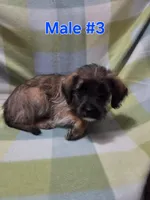 Boy 3, a male Australian Cattle Dog and Maltipoo for sale in Thornton, CO – 2 of 2