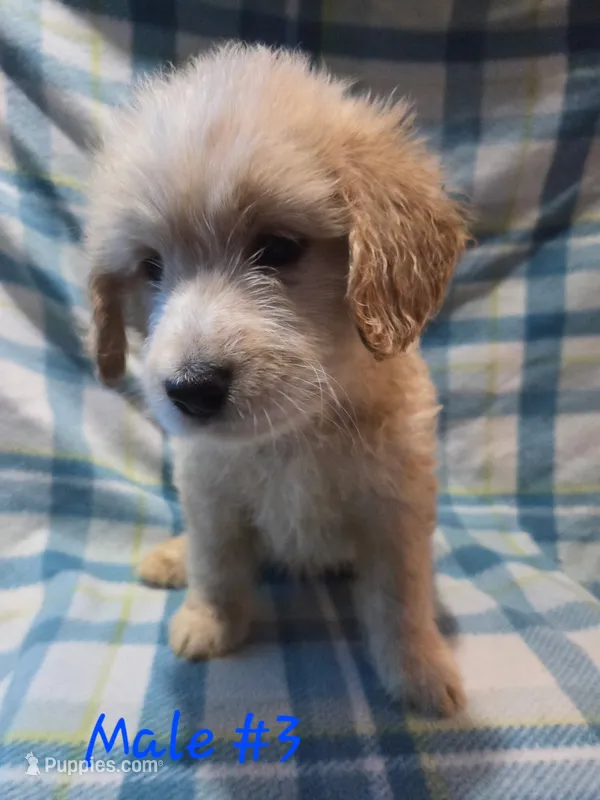 Boy 3 – Australian Cattle Dog, Cocker Spaniel puppy for sale in Thornton, CO