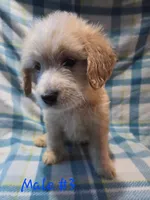 Boy 3, a male Australian Cattle Dog and Cocker Spaniel for sale in Thornton, CO – 1 of 1
