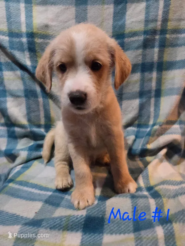 Boy 1 – Australian Cattle Dog, Cocker Spaniel puppy for sale in Thornton, CO
