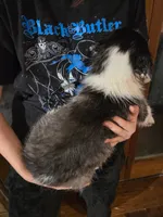 Husky Boy 2, a male Australian Cattle Dog and Siberian Husky for sale in Thornton, CO – Photo 2 of 2