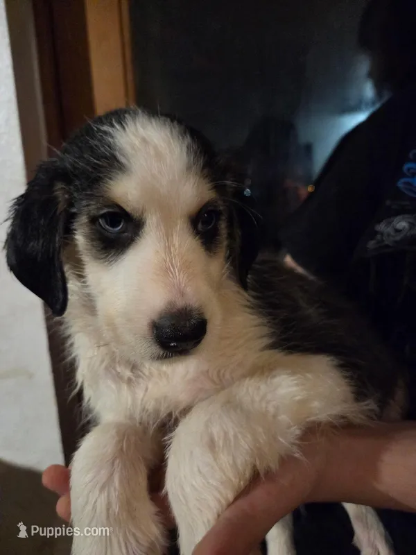 Husky Boy 2 – Australian Cattle Dog, Siberian Husky puppy for sale in Thornton, CO