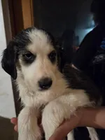 Husky Boy 2, a male Australian Cattle Dog and Siberian Husky for sale in Thornton, CO – Photo 1 of 2