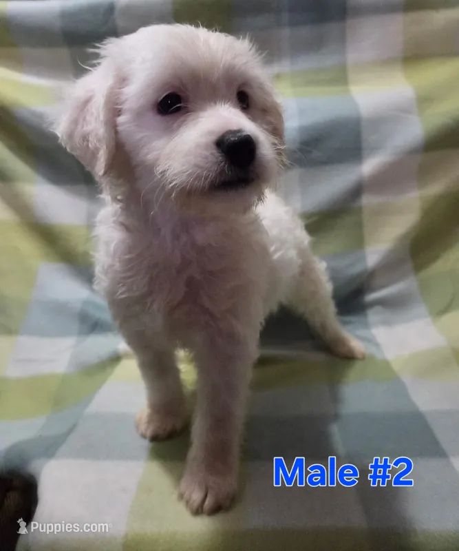 Boy 2 – Australian Cattle Dog, Maltipoo puppy for sale in Thornton, CO