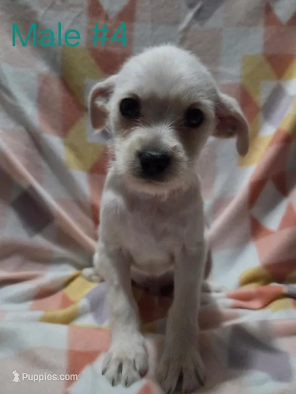 Chorkie Boy – Chorkie puppy for sale in Thornton, CO