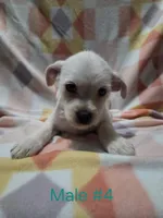 Chorkie Boy, a male Chorkie for sale in Thornton, CO – 2 of 2