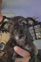 Brindle Malchi Girl 2, a female Malchi for sale in Thornton, CO – 1 of 1