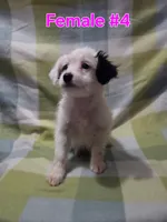 Girl 4, a female Australian Cattle Dog and Maltipoo for sale in Thornton, CO – 2 of 2