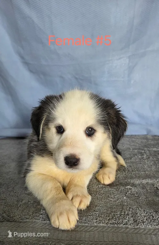Husky Girl 5, a female Australian Cattle Dog and Alaskan Husky for sale in Thornton, CO – Photo 1 of 1