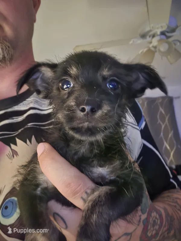 Black & Tan Malchi Boy – Malchi puppy for sale in Thornton, CO