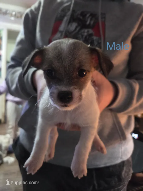 Boy 3, a male Malchi for sale in Thornton, CO – Photo 1 of 1