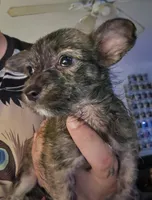 Brindle Malchi Girl, a female Malchi for sale in Thornton, CO – 1 of 1
