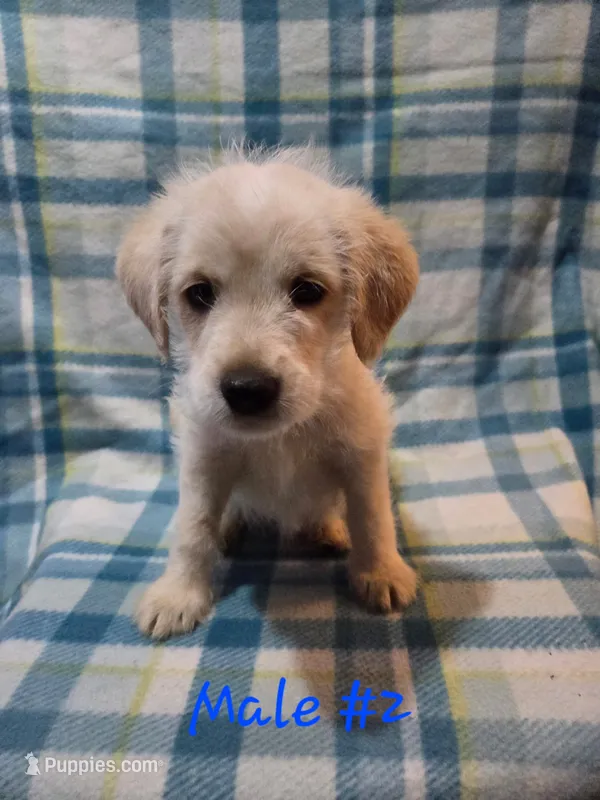 Boy 2 – Australian Cattle Dog, Cocker Spaniel puppy for sale in Thornton, CO