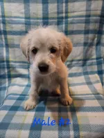 Boy 2, a male Australian Cattle Dog and Cocker Spaniel for sale in Thornton, CO – 1 of 1