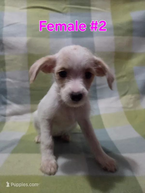 Girl 2 – Australian Cattle Dog, Maltipoo puppy for sale in Thornton, CO